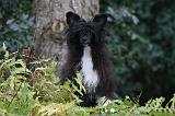 CHIEN NU CHINOIS 249